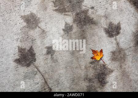 WA17383-00...WASHINGTON - Leaf on Sidewalk in Seattle. Stockfoto