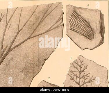 Neues Jahrbuch für Mineralogie, Geologie und Paläontologie . TafV. KJaJirb.f Min, 1869. TafiU Stockfoto