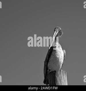 Pelikan steht auf einer Wood Dock Post Stockfoto