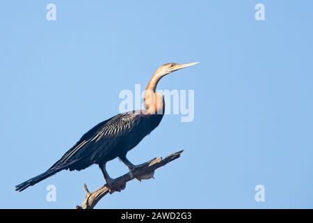 Der Afrikanische Darter (Anhinga rufa) thront in einem Baum, Gambia. Stockfoto