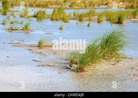 Wasser pustet in einem tief liegenden Gebiet am Strand mit Meereisen und Gräsern Stockfoto