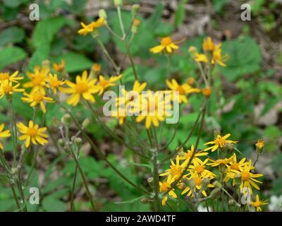 John Bryan State Park, Ohio Stockfoto