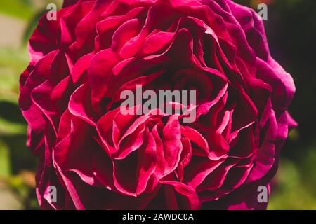 Rote Rose ganz nah. Scharlachrote Blume im Garten. Geblümter Hintergrund Stockfoto