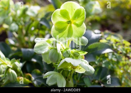 Britische Gärten - Nahaufnahme von Helleborus x nigercors "HGC Green Corsican" Hellebore Hybrid, von der Sonne beleuchtet. Stockfoto