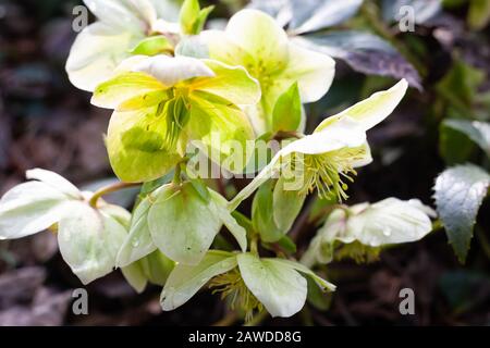 Britische Gärten - Nahaufnahme von Helleborus x nigercors "HGC Green Corsican" Hellebore Hybrid, von der Sonne beleuchtet. Stockfoto