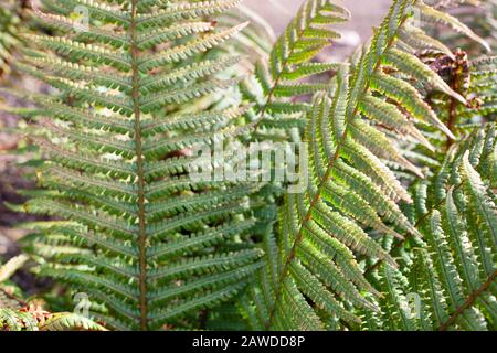 Grüne Wedel von Dryopteris filix-mas/Male Fern ( Rich Beauty Variety) bilden in einem englischen Garten übergreifende Rosetten. Stockfoto