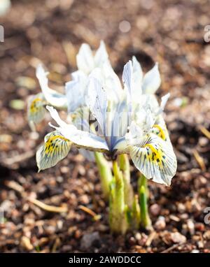 Nahaufnahme von Iris 'Katharine Hodgkin' (Retikulata), Die Im späten Winter Blüht Stockfoto