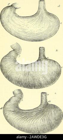 Quains anatomische Elemente . er kreisförmige Fasersdes Gullets links von der Herzblende, wo sie eine ansehnliche Schicht bilden; Von diesem Ort steigen sie schräg auf die an-terior- und Posteriorflächen des Magens ab, wo sie einen anderen aufspreizen und die Richtung der Kreisfasern nehmen, die auf der gTeater Krümmung graduallyverschwinden. Das suTjschleimcoat des Magens ist eine deutliche Schicht, die Muskel- und Schleimmäntel miteinander verbunden ist (Abb. 512, zwischen mi und g). Es besteht aus hartem Gewebe, in dem gelegentlich Fettzellen gefunden werden können, und es ist der Sitz der Abteilung Stockfoto