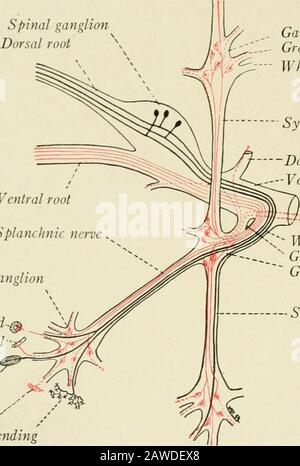 Die Anatomie des Nervensystems, vom Standpunkt der Entwicklung und Funktion. RE sind keine Axone, die aus den Suchzellen, in den sympathischen Nervenstämmen und Plexen entstehen. Diese Nerven und Plexusesare bestehen aus den folgenden drei Arten von Fasern (Abb. 256): (1) Preganglionicviszerale efferente Fasern, die klein und myeliniert sind, haben ihren Zellursprung in der Gehirnspinalachse und enden in den sympathischen Ganglien ab.(2) Postganglionische Fasern, die größtenteils unmyeliniert sind, haben Theirzellen, die in den sympathischen Ganglien entstehen und enden unwillkürlich im Muskel Stockfoto