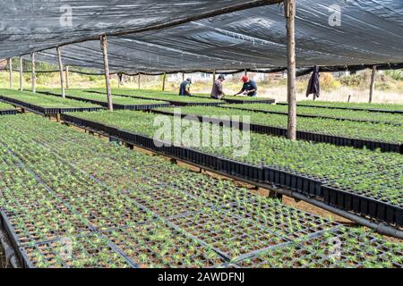 Arbeiter neigen dazu, Tannenbaumsprosse bei einem Wiederaufforstung Projekt außerhalb des Biosphärenreservats Sierra Chincua 20. Januar 2020 in Angangueo, Michoacan, Mexiko zu aujameln. Millionen von wandernden Monarch-Schmetterlingen verlassen sich bei der Überwinterung auf die massiven Tannen, die durch illegalen Holzeinschlag in den mittelmexikanischen Bergen gefällt wurden. Stockfoto