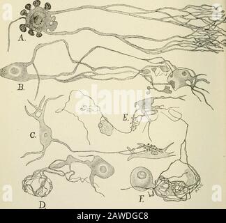 Die Anatomie des Nervensystems, vom Standpunkt der Entwicklung und Funktion . r Dendriten. B, Trizellularer Glomerulus. C, Neuron umgeben von Subkapsulardendriten. Intracapsular-Dendriten sind zahlreich in den sympathischen Ganglien des Menschen.aber selten in denen von Säugetieren (Marinesco, 1906; Cajal, 1911; Michailow, 1911;Ranson und Billingsley, 1918). Unter der Kapsel können diese Dendriten ein offenes Netzwerk aufbauen, das sich mehr oder weniger gleichmäßig um die Zelle verteilt (Abb. 251. O.oder sie können auf einer Seite der Zelle gruppiert werden, was zu einer lokalisierten Ausbuchtung in der Kapsel führt (Abb. 251, A, A). So ein lokalisiertes mA Stockfoto