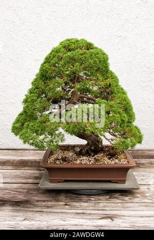 Miniatur reifte grün gefärbte Zedernbonsaibaum, der in einem Topfbehälter wächst. Stockfoto