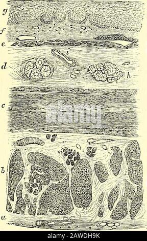 Quains anatomische Elemente . c,muskuläre Querfasern; d, Schleim- oder Areolschicht; c, Muscu-laris mucoEa; /, Schleimmhautbrand, mit Gefäßen und einem Teil von Alymphoidnoule; g, laminierte Epi-Thelial-Futter; /; Schleimdrüse; i,Drüsengang; In schneiden sich gestreifte Muskularfasern, eine vorne und eine achtseitig. Die seitlichen Bänder sind oben mit dem Inferiorkonstriktor des Pharynxes verfärben; deranteriore entsteht durch den Rücken des Krakenknorpels am Pro-Ininenten-Grat zwischen den pos-terior-Crico-arytenoiden Muskeln, und seine Fasern breiten sich auf jeder Seite der Gulletashe aus Stockfoto