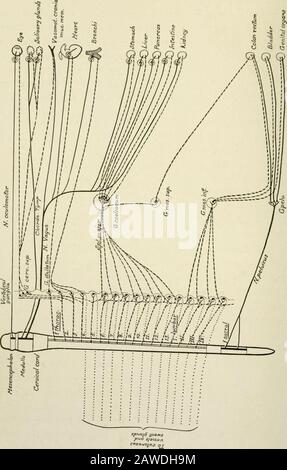 Die Anatomie des Nervensystems, vom Standpunkt der Entwicklung und Funktion. Sympathisches Ganglion -&lt;. Viszerale efferente Faser ,- , ,?c ,- J- . Eine Somatische, Somatische Faser Postganglionic Fiber .   Viscus Abb. 249.-Diagrammatische Sektion durch einen Spinalnerv und das Rückenmark im Thorakalregito illustrieren die wichtigsten funktionellen Typen peripherer Nervenfasern. Der somatischen Motorsäule und enthalten weniger massive Nissl-Granulate. Frommdiesen Zellen entstehen die feinen myelinierten viszeralen efferenten Fasern, die durch die Gehirnnerven der Gehirnsäule zur sympathischen Nervosität führen Stockfoto