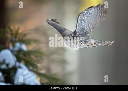 Der Nordgoshawk (Accipiter gentilis) ist ein mittelgroßer Vergewaltiger in der Familie Accipitridae, zu dem auch ein anderer extrabanter taglicher Vergewaltiger gehört Stockfoto