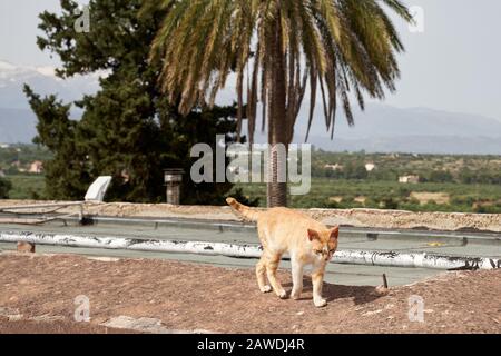 Kloster Agia Triad auf Crete in Griechenland. Schöne Terrasse im Sommer Stockfoto