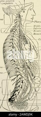 Die Anatomie des Nervensystems, vom Standpunkt der Entwicklung und Funktion. , präganglionische viszerale efferente Fasern, die aus den Zellen der intermediolateralen Säule des Rückenmarks entstehen und durch den oberen weißen Rumiand des sympathischen Stammes zum oberen zervikalen sympathischen Ganglion verlaufen; Andpostganglionische Fasern, die in diesem Ganglion entstehen und durch den Plexus der Arteria carotis interna laufen, um in der Iris zu enden (Abb. 247). Wir haben im Falle der Pupillarreaktionen eine Illustration der zweifelligen antagonistischen Innervation, die wir im nächsten c sehen werden Stockfoto