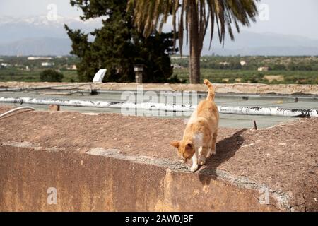 Kloster Agia Triad auf Crete in Griechenland. Schöne Terrasse im Sommer Stockfoto