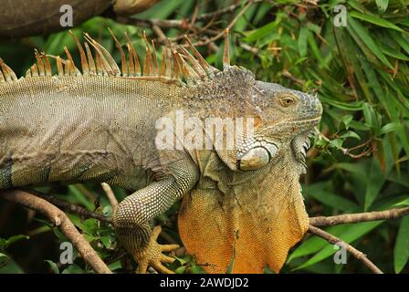 Eine große grüne Iguana sitzt im Wald und sucht nach Nahrung. Stockfoto