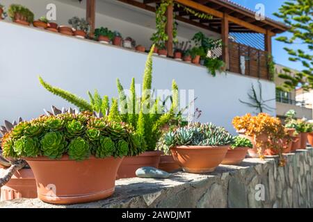 Topfblumen vor einem Haus auf der Straße. Zypern Stockfoto