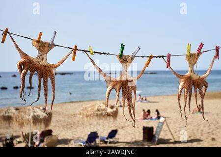 Kraken, die im Sommer bei Sonnenschein auf den griechischen Inseln, auf Crete und in Chania trocken hängen Stockfoto