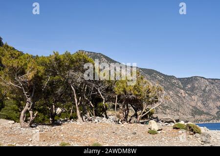 Das griechische Dorf Agia Roumeli, Chania, Crete, Griechenland im Sommer Stockfoto