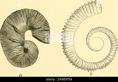 Die Cambridge Naturgeschichte . B Abb. 259.-A, Turrilites catenulatus dOrb,Gault; B, Macroscaphiten Iranil dOrb,Upper Neocomiaii. (Aus Zittel.). Vereint und nicht cou- Vriocerus hifurcatam Qiieust., Kreidezeit. (Von Zittel.) abgetreten. Turrilite (Abb. 259, A) ist turmartig und sinistral, während Baculiten ziemlich gerade sind, mit einer langen Körperkammer. CHAPTEE, Klasse XIV, GASTEROPODA AMPIIINEURA UND PROSOBRANCHIATA, Ordnung I. Amphineura Bilateral symmetrische Molluska, Auus am terminalen Ende des Körpers, dorsales Tegument mehr oder weniger mit Spikeln ausgestattet. Unterbeorder 1. Polyplacophora (Chitons).-Foot Co- Stockfoto