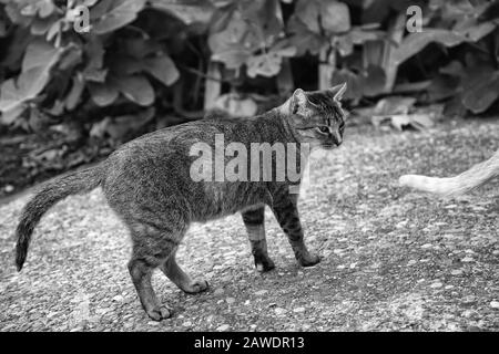 Katzen auf der Straße verlassen, Tierquälerei, Einsamkeit Stockfoto