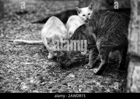 Katzen auf der Straße verlassen, Tierquälerei, Einsamkeit Stockfoto