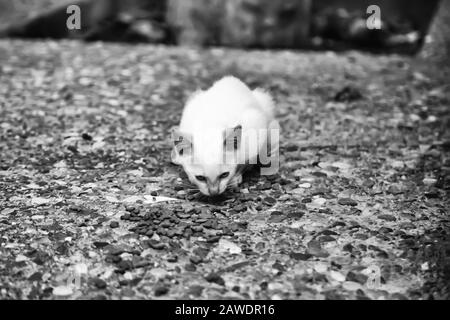 Katzen auf der Straße verlassen, Tierquälerei, Einsamkeit Stockfoto