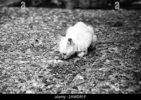 Katzen auf der Straße verlassen, Tierquälerei, Einsamkeit Stockfoto