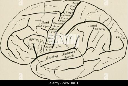 Die Anatomie des Nervensystems aus Sicht der Entwicklung und Funktion d der extrapyramidalen motorischen Bahn (siehe S. 324). Bei diesen Krankheiten werden die Voluntarybewegungen durch Zittern, Starrheit und Athetose behindert. Und bei allen Probabilitydiese Störungen entstehen, weil das pyramidale System der Zusammenarbeit eines der untergeordneten Partner im motorischen Mähdrescher beraubt ist.316 EFFERENTE WEGE UND REFLEXBÖGEN 317 Selbst nachdem die Gehirnkontrolle im Hund durch Entzerebration vollständig beseitigt wurde, bleiben viele Reflexfunktionen bestehen. Die die nicht geführte Aktivitätder unteren Elemente in TH darstellen Stockfoto