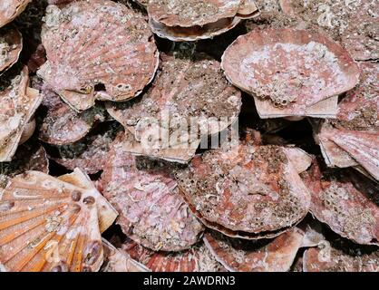 Nahaufnahme der frischen Jakobsmuschel auf dem lokalen Markt. Stockfoto