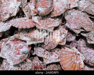 Nahaufnahme der frischen Jakobsmuschel auf dem lokalen Markt. Stockfoto