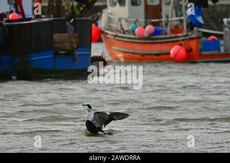 Lyme Regis Harbour, Dorset, Großbritannien. Februar 2020. EIN seltener Eider Duck wird im Hafen von Lyme Regis gesehen. Picture Credit Robert Timoney/Alamy/Live/News Credit: Robert Timoney/Alamy Live News Stockfoto