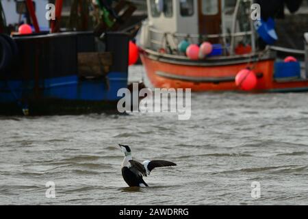Lyme Regis Harbour, Dorset, Großbritannien. Februar 2020. EIN seltener Eider Duck wird im Hafen von Lyme Regis gesehen. Picture Credit Robert Timoney/Alamy/Live/News Credit: Robert Timoney/Alamy Live News Stockfoto