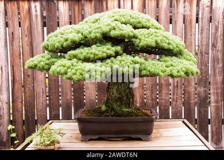 Miniatur gereifter japanischer Bonsai-Baum aus weißem Kiefernholz, der in einem Topfbehälter wächst. Alias Pinus Parviflora. Stockfoto