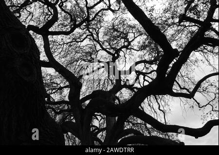 Großer Live Oak Tree in Schwarzweiß Stockfoto
