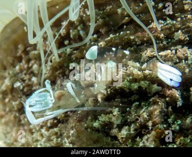 Prächtige Anemone Garnele (Periclimenes magnificus) Stockfoto