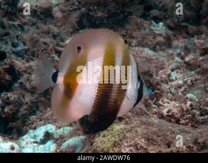 Ein orangener Coralfish (Coradion chrysozonus) Stockfoto