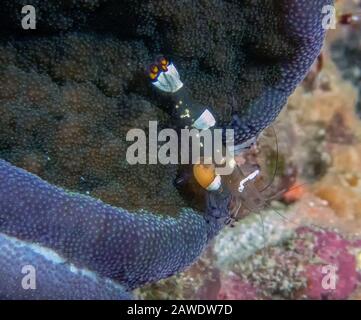 Pacific Clown Anemone Shrimp (Periclimenes brevicarpalis) Stockfoto