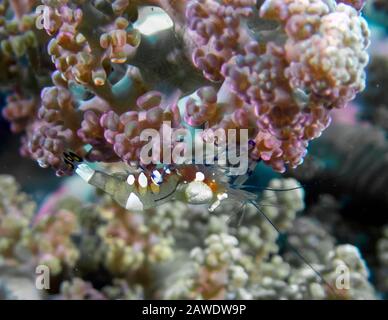 Pacific Clown Anemone Shrimp (Periclimenes brevicarpalis) Stockfoto