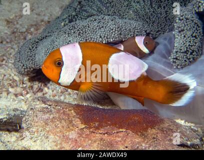 Saddleback Clownfish (Amphiprion polymnus), die sich um ihre Eier halten Stockfoto