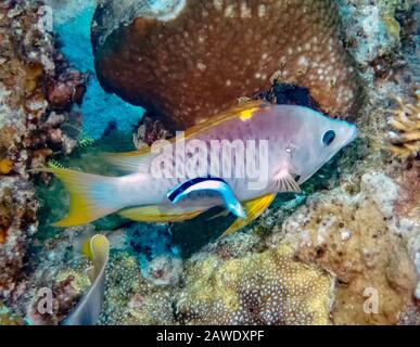 Eine Slingjaw Lippfisch (Epibulus insidiator) Stockfoto