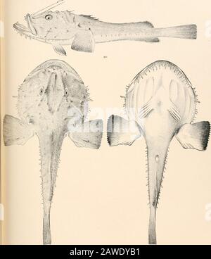 Ozeanische Ichthyologie, eine Abhandlung über die Tiefsee- und Pelagischen Fische der Welt, die hauptsächlich auf den Sammlungen der Dampfer Blake, Albatross und Fish Hawk im Nordwesten des Atlantiks basiert, mit einem Atlas, der 417 Figuren enthält. ^s&. -JSP&gt; 395. REGALECUS GLESNE. (S. 480.) 396. MACRORHAMPLOSUS SCOLOPAX. (S. 483.) 397 ^DLOSTOBIA LONGIPES. (S. 484.) 898. Chaunax fictos. (S. 187.) 399. Cekatias IIolbolli. (S. 489.) GOODE UND BOHNOZEANISCHER IHTHYOLOGY. PLATTE CXVIII.. -IOU6 auch, 400A, 6. Lophius piscatorids. (S. 485.) Stockfoto