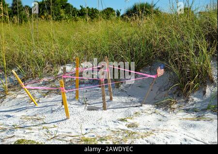 Geschützte Schildkrötennest am Strand von Anna Maria, Florida Stockfoto