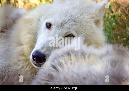 White Arctic Wolf Nahes Liegen neben Dem Anderen Stockfoto