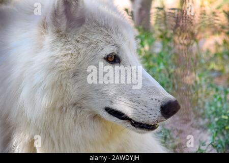 White Arctic Wolf Head Nahaufnahme Stockfoto