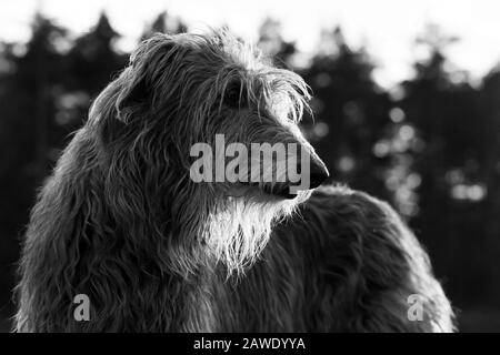 Porträt eines schottischen deerhound-hundes bei Sonnenaufgang Stockfoto