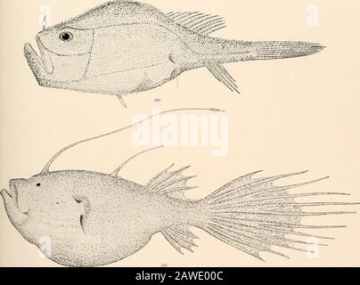 Ozeanische Ichthyologie, eine Abhandlung über die Tiefsee- und Pelagischen Fische der Welt, die hauptsächlich auf den Sammlungen der Dampfer Blake, Albatross und Fish Hawk im Nordwesten des Atlantiks basiert, mit einem Atlas, der 417 Figuren enthält. ^s&. -JSP&gt; 395. REGALECUS GLESNE. (S. 480.) 396. MACRORHAMPLOSUS SCOLOPAX. (S. 483.) 397 ^DLOSTOBIA LONGIPES. (S. 484.) 898. Chaunax fictos. (S. 187.) 399. Cekatias IIolbolli. (S. 489.) GOODE UND BOHNOZEANISCHER IHTHYOLOGY. PLATTE CXVIII. Stockfoto